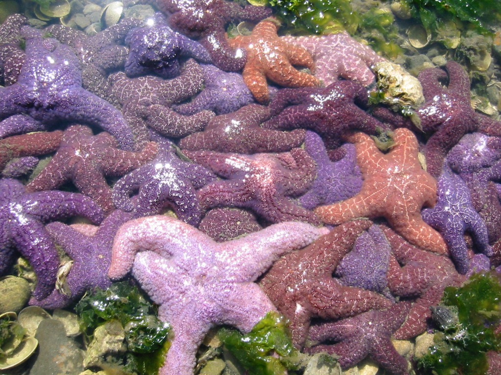 Telegraph Harbor starfish